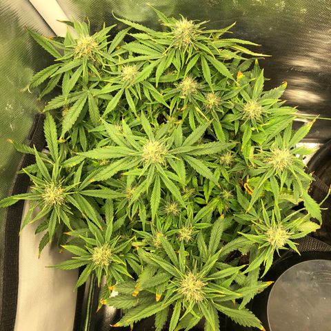 Northern Lights Auto (Seedsman) growlog timeline photo