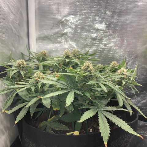 Northern Lights Auto (Seedsman) growlog timeline photo