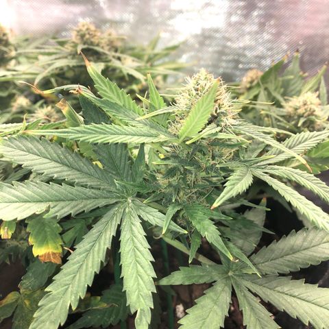 Northern Lights Auto (Seedsman) growlog timeline photo