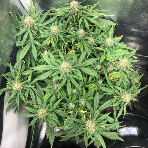 Northern Lights Auto (Seedsman) growlog timeline photo