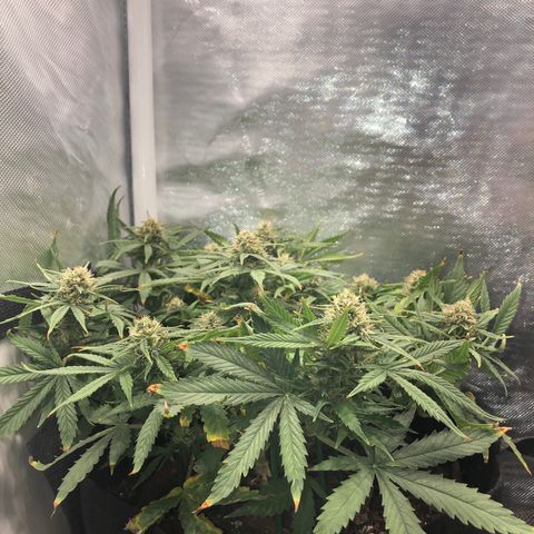 Northern Lights Auto (Seedsman) growlog timeline photo