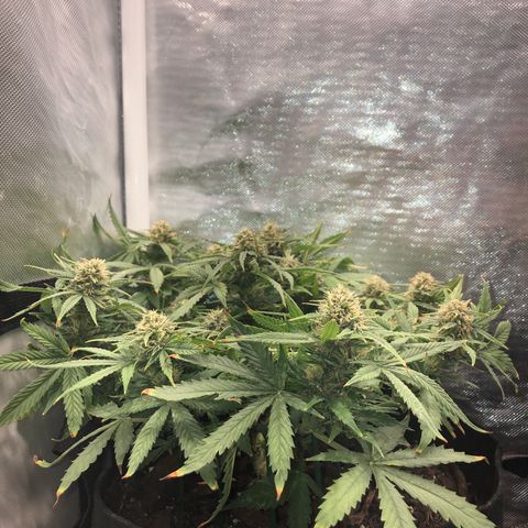 Northern Lights Auto (Seedsman) growlog timeline photo