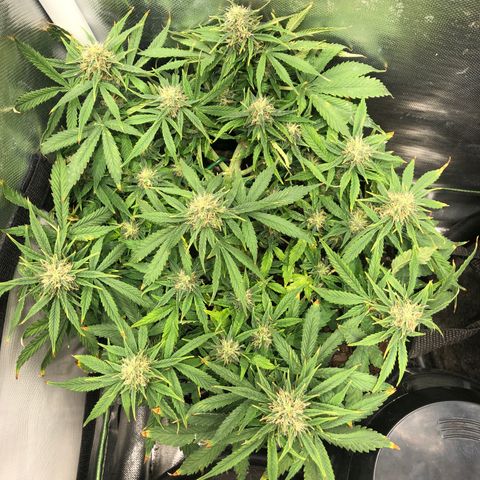 Northern Lights Auto (Seedsman) growlog timeline photo