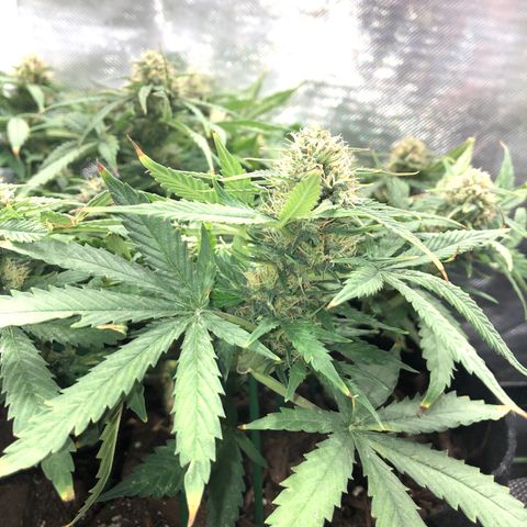 Northern Lights Auto (Seedsman) growlog timeline photo