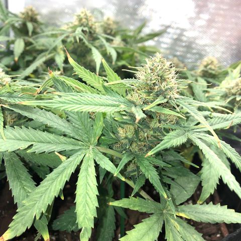 Northern Lights Auto (Seedsman) growlog timeline photo