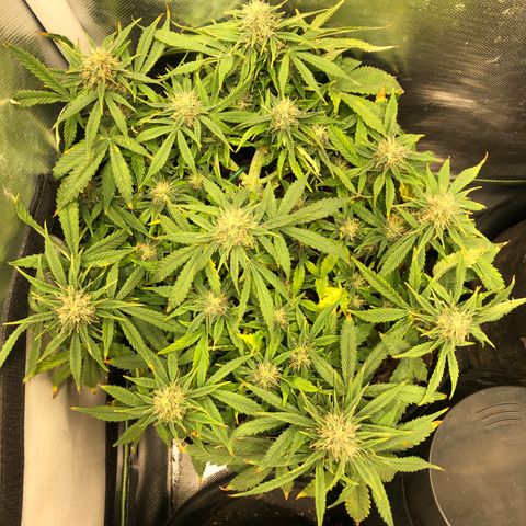 Northern Lights Auto (Seedsman) growlog timeline photo