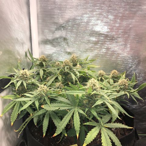 Northern Lights Auto (Seedsman) growlog timeline photo
