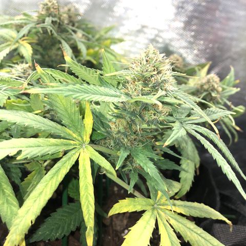 Northern Lights Auto (Seedsman) growlog timeline photo