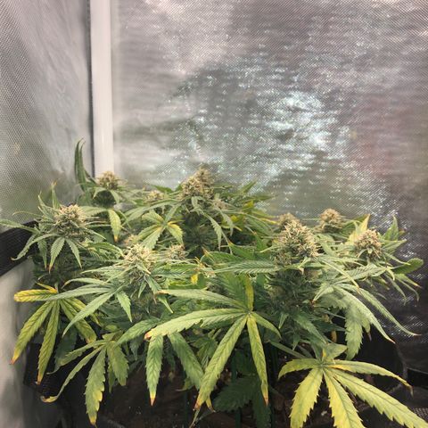 Northern Lights Auto (Seedsman) growlog timeline photo