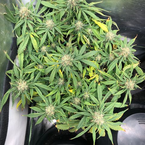Northern Lights Auto (Seedsman) growlog timeline photo