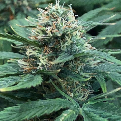 Northern Lights Auto (Seedsman) growlog timeline photo