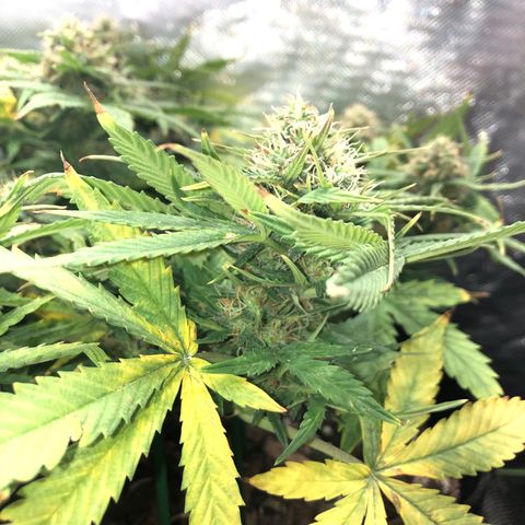 Northern Lights Auto (Seedsman) growlog timeline photo