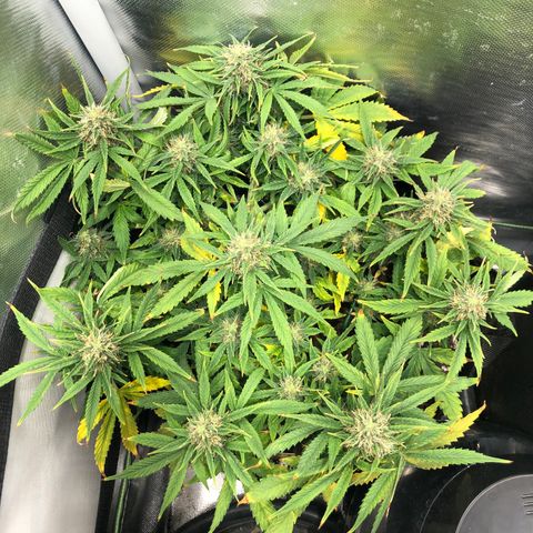 Northern Lights Auto (Seedsman) growlog timeline photo