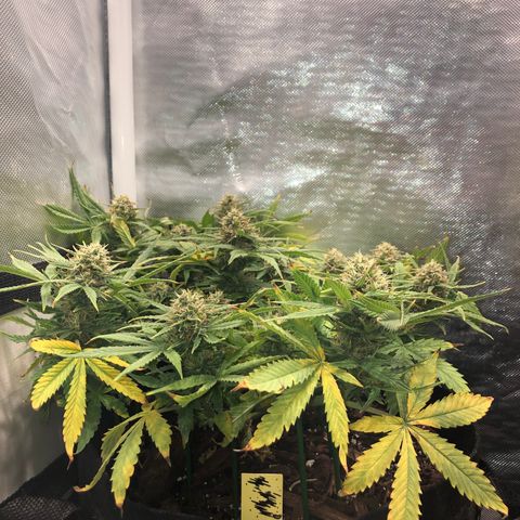 Northern Lights Auto (Seedsman) growlog timeline photo