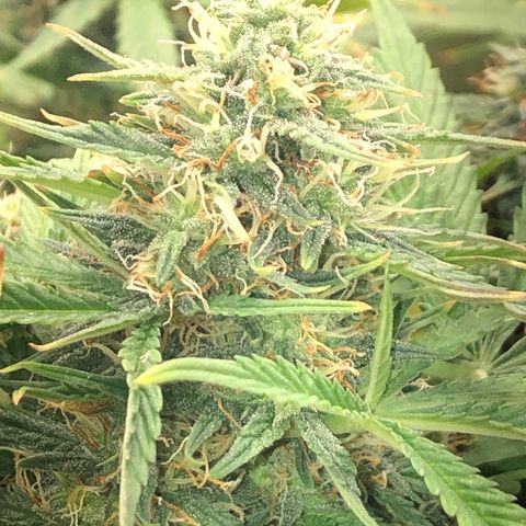 Northern Lights Auto (Seedsman) growlog timeline photo