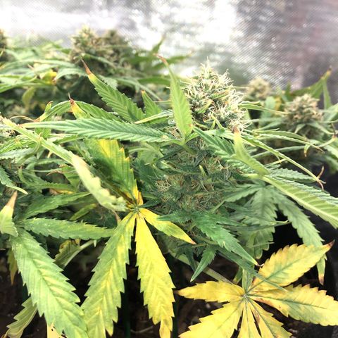 Northern Lights Auto (Seedsman) growlog timeline photo