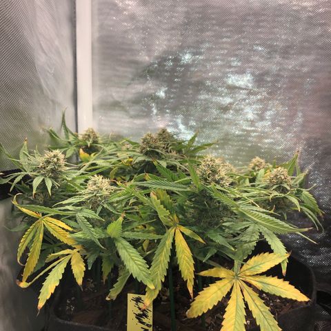 Northern Lights Auto (Seedsman) growlog timeline photo