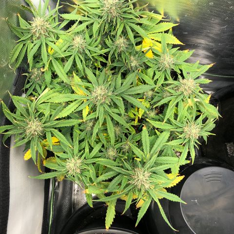 Northern Lights Auto (Seedsman) growlog timeline photo