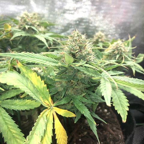 Northern Lights Auto (Seedsman) growlog timeline photo