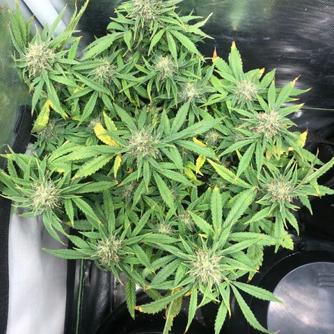 Northern Lights Auto (Seedsman) growlog timeline photo