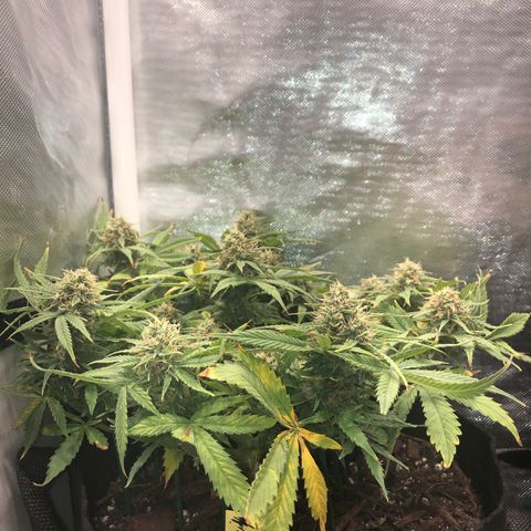 Northern Lights Auto (Seedsman) growlog timeline photo