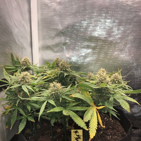 Northern Lights Auto (Seedsman) growlog timeline photo
