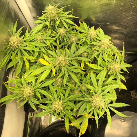 Northern Lights Auto (Seedsman) growlog timeline photo
