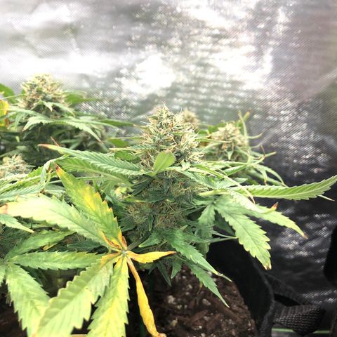 Northern Lights Auto (Seedsman) growlog timeline photo