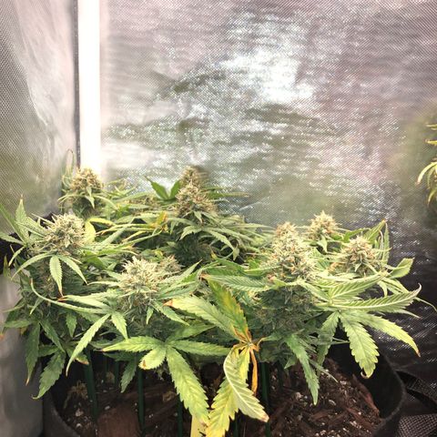 Northern Lights Auto (Seedsman) growlog timeline photo