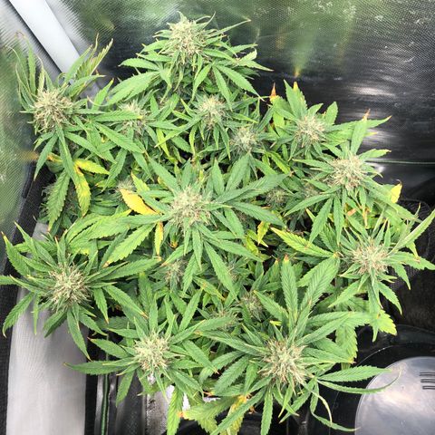 Northern Lights Auto (Seedsman) growlog timeline photo