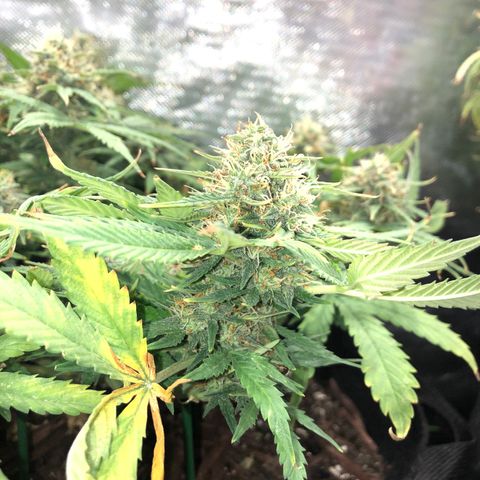Northern Lights Auto (Seedsman) growlog timeline photo