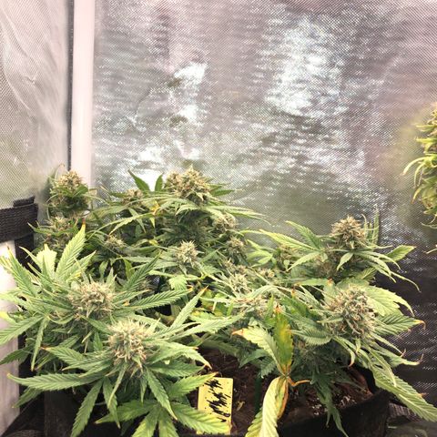 Northern Lights Auto (Seedsman) growlog photo: Lst