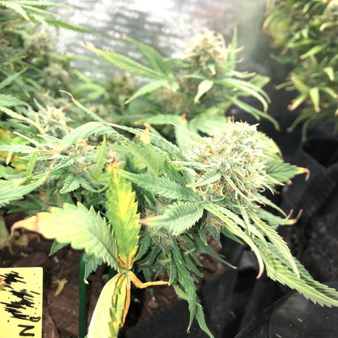 Northern Lights Auto (Seedsman) growlog photo: Lst