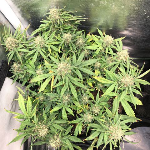 Northern Lights Auto (Seedsman) growlog photo: Lst