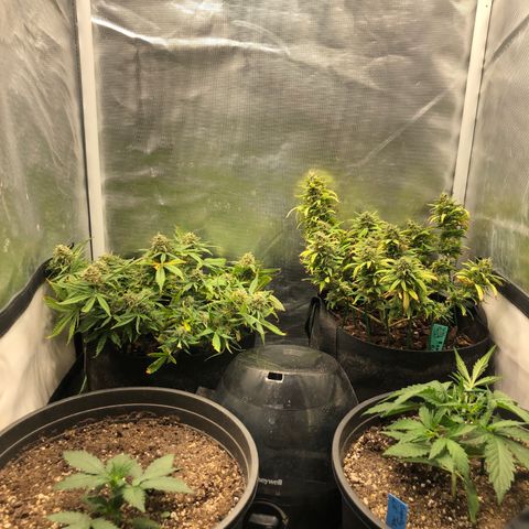 Northern Lights Auto (Seedsman) growlog timeline photo