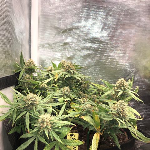 Northern Lights Auto (Seedsman) growlog timeline photo