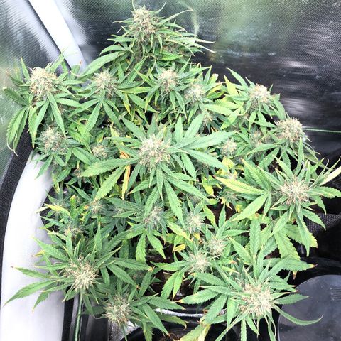 Northern Lights Auto (Seedsman) growlog timeline photo