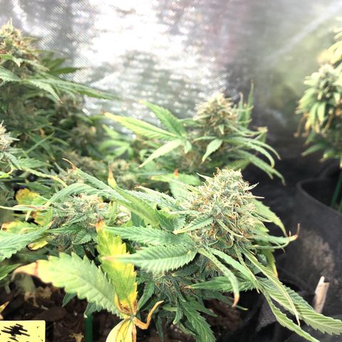 Northern Lights Auto (Seedsman) growlog timeline photo