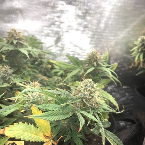 Northern Lights Auto (Seedsman) growlog timeline photo