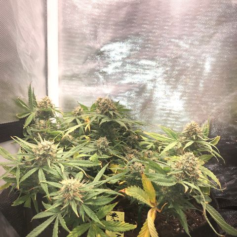 Northern Lights Auto (Seedsman) growlog timeline photo