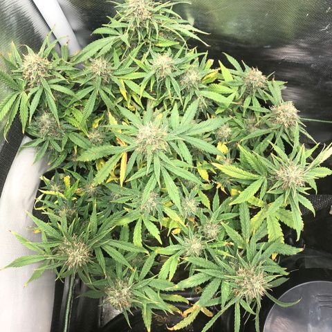 Northern Lights Auto (Seedsman) growlog timeline photo