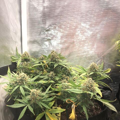 Northern Lights Auto (Seedsman) growlog timeline photo