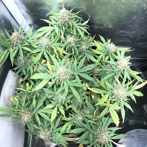 Northern Lights Auto (Seedsman) growlog timeline photo