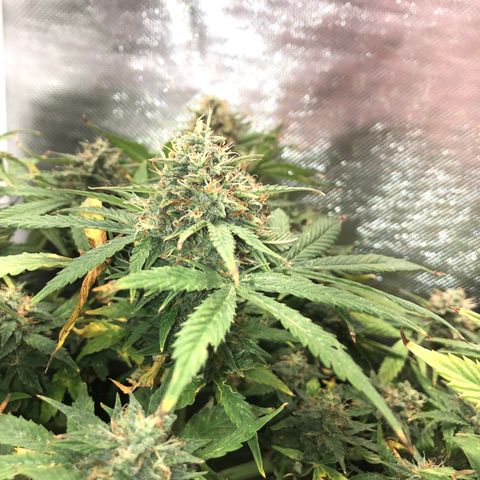 Northern Lights Auto (Seedsman) growlog timeline photo
