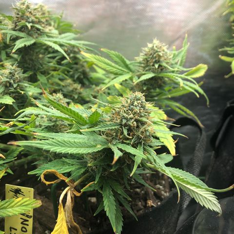 Northern Lights Auto (Seedsman) growlog timeline photo