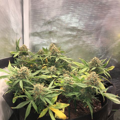 Northern Lights Auto (Seedsman) growlog timeline photo