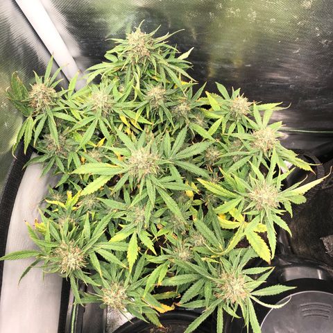 Northern Lights Auto (Seedsman) growlog timeline photo