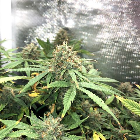 Northern Lights Auto (Seedsman) growlog timeline photo