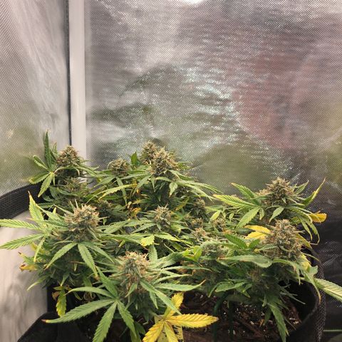 Northern Lights Auto (Seedsman) growlog timeline photo