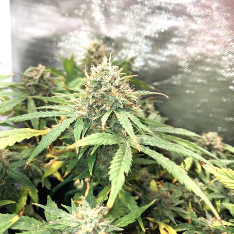 Northern Lights Auto (Seedsman) growlog timeline photo